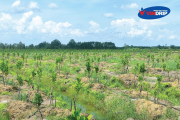 Dự án tại huyện Đức Huệ, tỉnh Long An 2